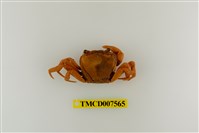 藏品(拉氏清溪蟹)的圖片